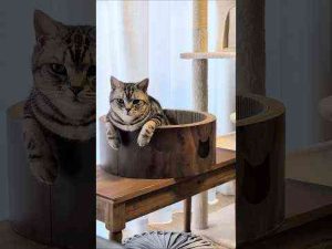猫動画 | ＃アメショーのラッテ#アメリカンショートヘア #アメショー #猫との暮らし #猫と暮らす家 #猫壱【YouTubeおすすめ】