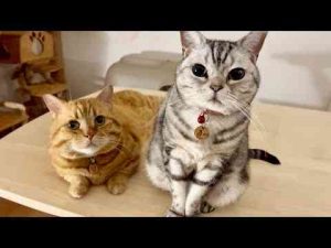 猫動画 | とっても仲良しになってきた親分と若頭。【YouTubeおすすめ】