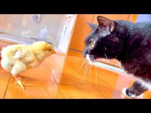 猫動画 | しばらく猫がヒヨコと生活していたら変化してきました【YouTubeおすすめ】