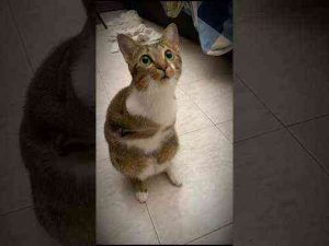 猫動画 | “The sky stays blue, even after you were gone.”【YouTubeおすすめ】