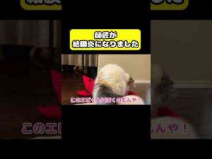 猫動画 | 師匠が結膜炎になりました　#猫 #おもしろ #アテレコ #ニャンチューバーつくし【YouTubeおすすめ】