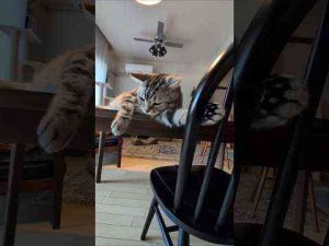 猫動画 | アメショーのラッテ＃アメリカンショートヘア＃アメショ＃猫との暮らし＃猫と暮らす家 #cat ＃猫【YouTubeおすすめ】