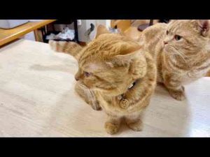 猫動画 | 何かが起こりそうだったけど平和だったごはんタイム（ちーちゃん重役出勤編）【YouTubeおすすめ】