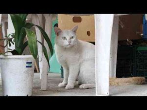 猫動画 | 野良猫お食事　250724【YouTubeおすすめ】