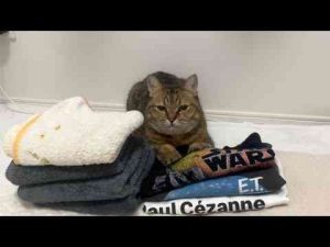 猫動画 | せっかく畳んだ洗濯物の上に挑発的な態度で寝そべるネコ【YouTubeおすすめ】