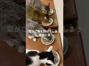 猫動画 | 猫がご飯を残してしまう理由3選 #猫 #ねこ #猫のいる暮らし #ねこのいる生活 #保護猫 #猫動画 #猫好きさんと繋がりたい #猫のいる生活 #猫好き #猫との暮らし VOICEVOX:ずんだもん【YouTubeおすすめ】