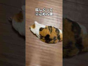 猫動画 | 「見れたらラッキー猫の仕草３選」猫あるあるソング【YouTubeおすすめ】