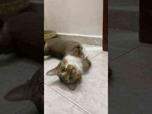 猫動画 | I heard that this music makes any video feel heartbreaking.【YouTubeおすすめ】