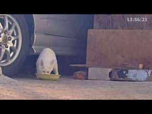 猫動画 | 野良猫お食事　250713＿2【YouTubeおすすめ】