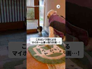 猫動画 | ノラ猫がマイホームを乗っ取りに来た｜PECO【YouTubeおすすめ】