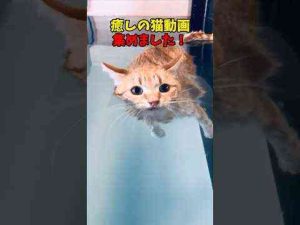 猫動画 | これは癒されるぅ✨ #猫 #cat #cats #cute【YouTubeおすすめ】