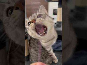 猫動画 | パパに襲いかかる猫たち!? #shorts #猫 #cat【YouTubeおすすめ】