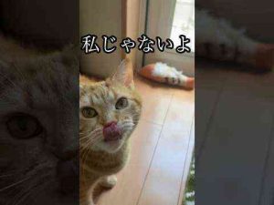 猫動画 | 私じゃないよ ねこ 蹴りぐるみ ボロボロ cat アメショ うめ【YouTubeおすすめ】