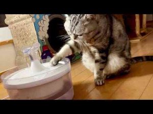 猫動画 | 【検証】手で水を飲む猫は水を飲むのにどのくらい時間をかけるのか？【YouTubeおすすめ】