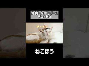 猫動画 | 仲良しな男子チームチロとトロ！ #shorts【YouTubeおすすめ】