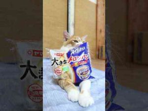 猫動画 | 大きなメロンパン　エッセルスーパーカップ超バニラ風味　250725　#のせ猫　 #cat #ねこ #ネコ　 #猫のいる暮らし　 #cute　 #猫のいる生活　 #kitten　 #cutecat【YouTubeおすすめ】