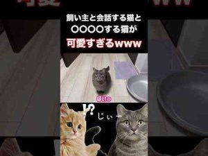猫動画 | うちの猫、ついに猫を超えたんだがwww#shorts #猫 #猫のいる暮らし【YouTubeおすすめ】