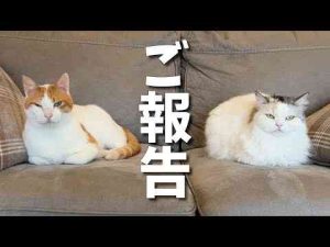 猫動画 | 【ご報告】大変ご心配をおかけしましたッッッッ！！！！【関西弁でしゃべる猫】【猫アテレコ】【YouTubeおすすめ】