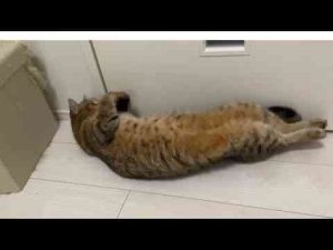 猫動画 | お留守番が嫌なのか外出を妨害する猫【YouTubeおすすめ】