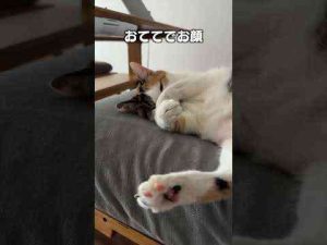 猫動画 | 「寝てるふりしてチラリズム」猫あるあるソング【YouTubeおすすめ】