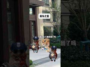 猫動画 | 吃一堑长一智#有趣 #猫meme #猫meme剧场 #猫meme小剧场 #内容过于真实  #故事 #貓 #猫猫meme小剧场 #喵不可言【YouTubeおすすめ】