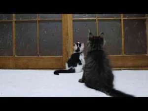 猫動画 | あそぶ子猫たち　250725【YouTubeおすすめ】