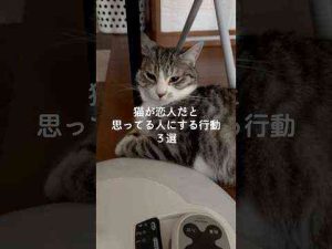 猫動画 | 猫が恋人だと思ってる人にする行動3選 #猫 #ねこ #猫動画 #猫のいる暮らし #ねこのいる生活 #保護猫 #猫好きさんと繋がりたい #猫のいる生活 #猫好き VOICEVOX:ずんだもん【YouTubeおすすめ】