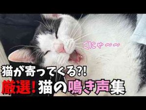 猫動画 | 【猫が寄ってくる鳴き声】 猫の可愛すぎる鳴き声集! 猫との距離が縮まるかも?!【YouTubeおすすめ】