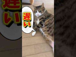 猫動画 | サウナで拍手するって⁈#cats #shorts #球太【YouTubeおすすめ】