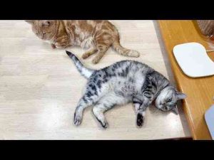 猫動画 | アメリカンショートヘアのあいちゃんのくねくねアピール【YouTubeおすすめ】