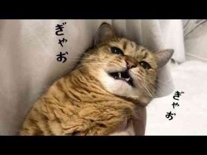 猫動画 | 「寝坊してしまった日に猫から大声の説教を受けましたがなにか？」【YouTubeおすすめ】