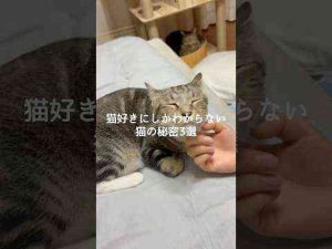 猫動画 | 猫好きにしかわからない猫の秘密3選 #猫 #ねこ #猫のいる暮らし #ねこのいる生活 #猫動画 #保護猫 #猫好きさんと繋がりたい #猫のいる生活 #猫好き VOICEVOX:ずんだもん【YouTubeおすすめ】