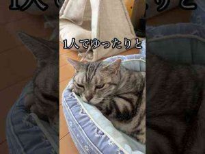 猫動画 | 1人でゆっくりと ねこ 昼寝 cat アメショ うめ れん たろう【YouTubeおすすめ】