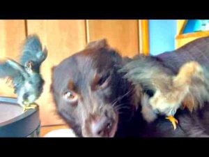 猫動画 | 極小ヒヨコを部屋に放置して寝たらまさかの事態に。。【YouTubeおすすめ】