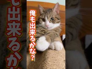 母ちゃんに愛を伝える挑戦！父ちゃんのDIYと猫動画の魅力 – ねこねここねこ