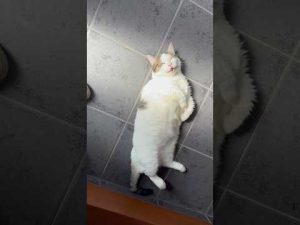 猫と暮らす癒しの瞬間：ひのき猫と豆大福の可愛さ紹介 – ねこねここねこ