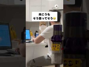 スコティッシュフォールド猫の視線の魅力と見つめる瞬間|PECO特集 – ねこねここねこ