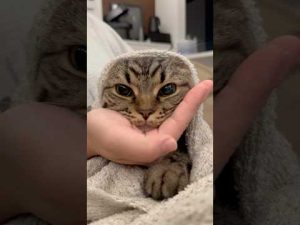 癒やされる猫動画：足長マンチカンと立耳スコティッシュのかわいい仕草 – ねこねここねこ
