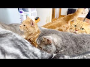 猫たちの癒しのひととき：平和なごはんタイムの魅力 – ねこねここねこ