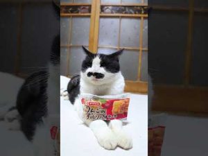 りんごと猫の癒し動画|ずっしりパイケーキとかわいい猫たちの心温まる瞬間 – ねこねここねこ