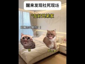 学校での失敗告白に笑いと猫ミーム満載！実録動画を紹介 – ねこねここねこ