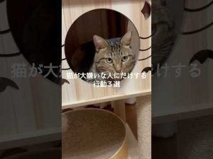 猫が苦手な人に見せる意外な行動3つ｜理解と対策のヒント – ねこねここねこ
