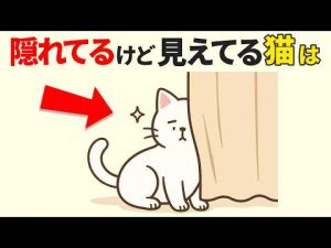 猫の仕草からわかる！無言のメッセージ30選とその意味 – ねこねここねこ