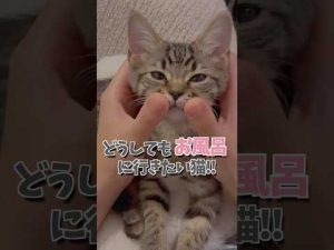 足長マンチカンと立耳スコティッシュのお風呂タイム動画 – ねこねここねこ