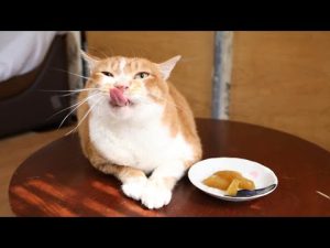 簡単しろうりの煮付けレシピ｜おうちで楽しむ和食の味 – ねこねここねこ