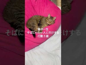 猫が一生そばにいたい人だけに見せる行動と保護猫のかわいい仕草 – ねこねここねこ