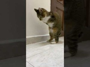 驚きの瞬間をカメラで捉えた映像公開！必見の面白動画 – ねこねここねこ