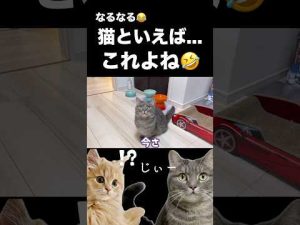 弟猫のかわいさ再現チャレンジ！癒される仕草を真似してみた – ねこねここねこ