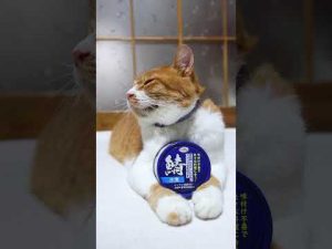 鯖水煮缶と癒しの猫動画｜健康的な食事とかわいい猫たちの魅力 – ねこねここねこ