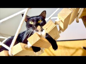 猫の未来と最新グッズ紹介｜救出動画と古民家チャンネルも – ねこねここねこ